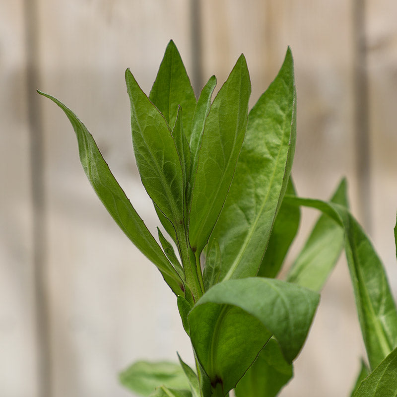 Helenium ‘Sahin’s Early Flowerer’ (3-Litre Pot) image 0