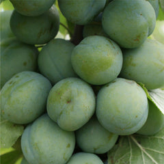 Prunus domestica ‘Old Greengage’ Gage Tree (12-Litre Pot) image 0