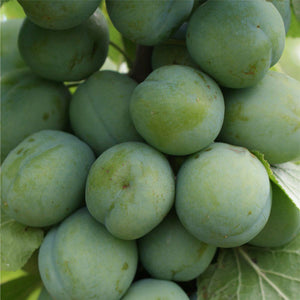 Prunus domestica ‘Old Greengage’ Gage Tree (12-Litre Pot) image 0