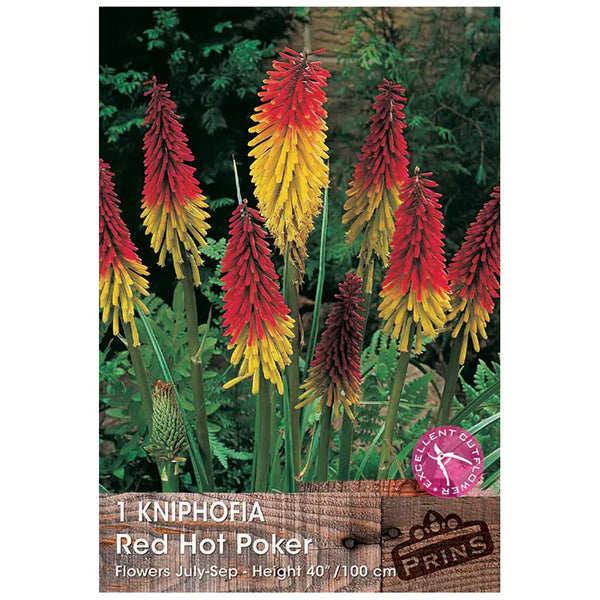 Kniphofia 'Red Hot Poker' (1 bulb) image 0