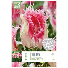 Tulip 'Drakensteyn' (8 bulbs) image 0