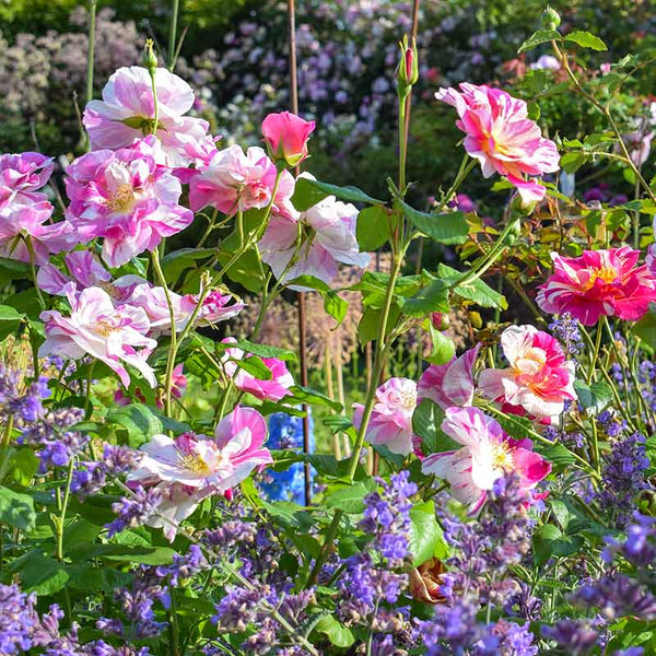 David Austin The King’s Rose™ English Shrub Rose (6-Litre Pot) image 3
