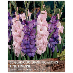 Gladiolus Giant Flowering 'Fine Finesse' (25 bulbs) image 0