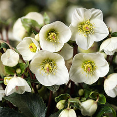 Helleborus ‘HGC Ice N’ Roses White Ivory’ (2-Litre Pot) image 0