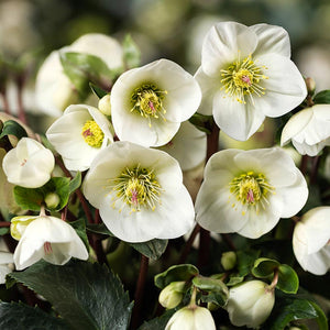 Helleborus ‘HGC Ice N’ Roses White Ivory’ (2-Litre Pot) image 0