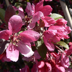 Malus ‘Profusion’ Tree (Crab Apple) (12-Litre Pot) image 0