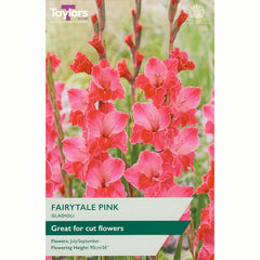 Gladioli ‘Fairytale Pink’ with Hot-Pink Flowers (10 Bulbs) image 0