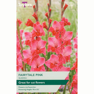 Gladioli ‘Fairytale Pink’ with Hot-Pink Flowers (10 Bulbs) image 0