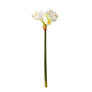 White Emperor Amaryllis Stem (77cm) image 1