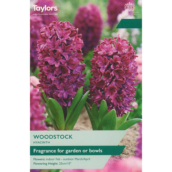 Hyacinth ‘Woodstock’ (4 bulbs) image 0