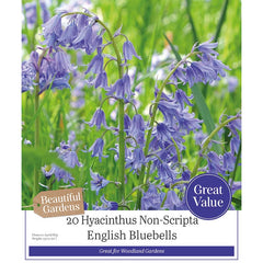 English Bluebells 'Hyancinthoides Non-Scripta'(20 bulbs) image 0