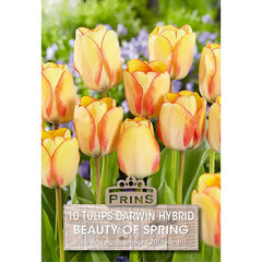 Tulip 'Beauty of Spring' (10 bulbs) image 0