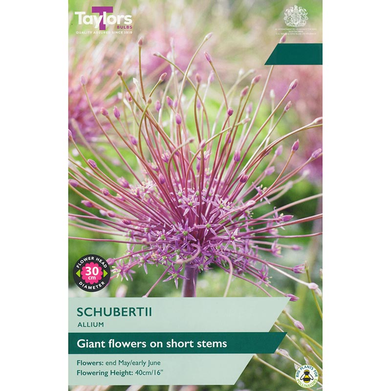 Allium ‘Schubertii’ (3 Bulbs) image 0