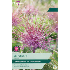Allium ‘Schubertii’ (3 Bulbs) image 0