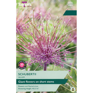 Allium ‘Schubertii’ (3 Bulbs) image 0