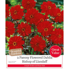 Dahlia 'Bishop of Llandaff' (2 tubers) image 0