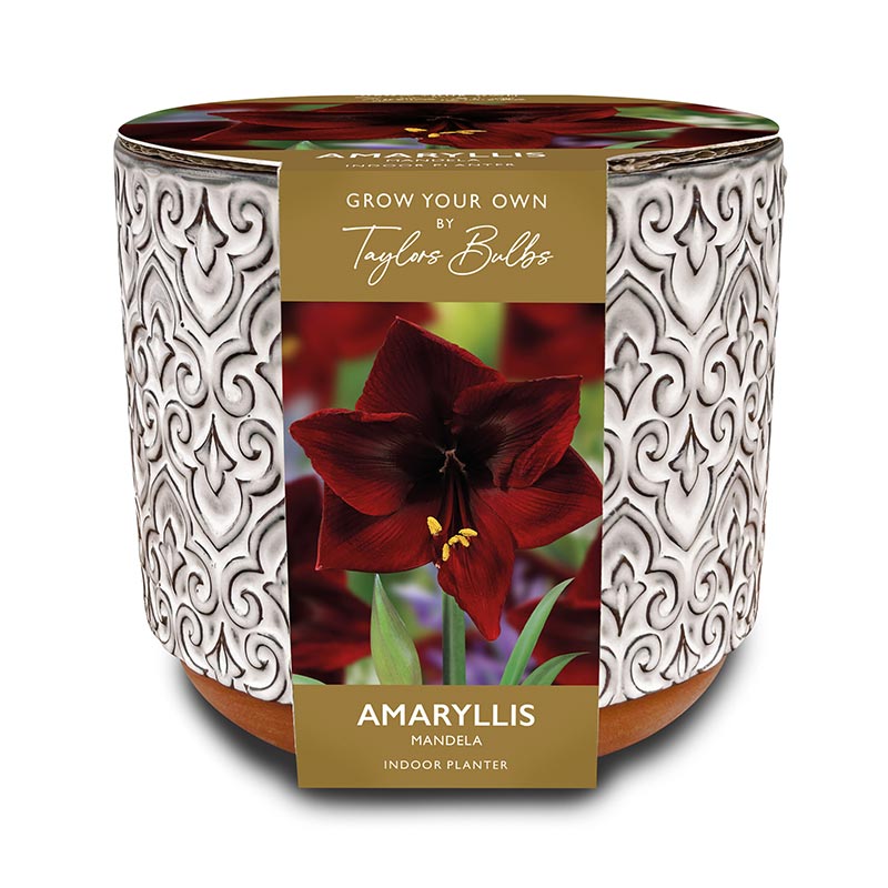 Luxury Ceramic Indoor Planter Set with Amaryllis ‘Mandela’ (1 Bulb) image 0