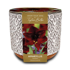 Luxury Ceramic Indoor Planter Set with Amaryllis ‘Mandela’ (1 Bulb) image 0