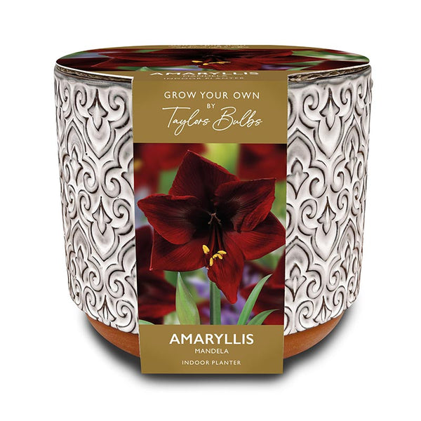 Luxury Ceramic Indoor Planter Set with Amaryllis ‘Mandela’ (1 Bulb) image 0