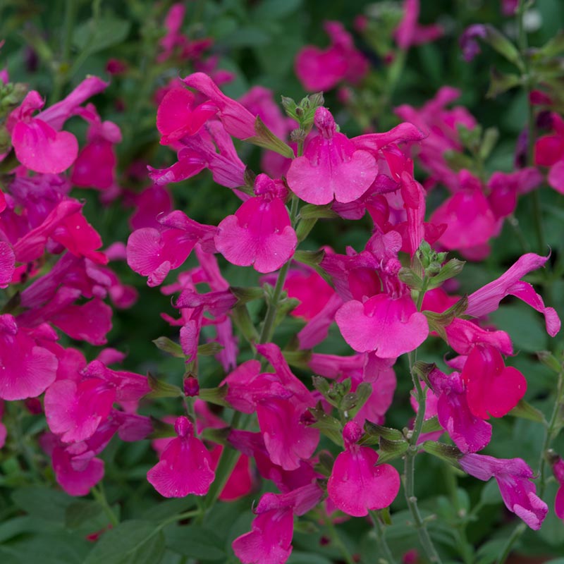 Salvia greggii 'Mirage Hot Pink' (2 litre pot) image 0