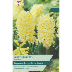 Hyacinth ‘Gipsy Princess’ (4 Bulbs) image 0