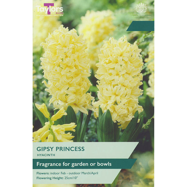 Hyacinth ‘Gipsy Princess’ (4 Bulbs) image 0
