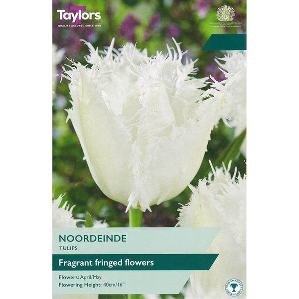 Tulip 'Noordeinde' (6 Bulbs) image 0