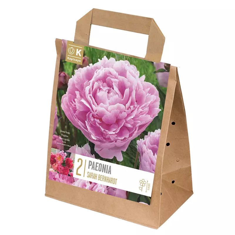 Paeonia 'Sarah Bernhardt' (2 bulbs) image 0