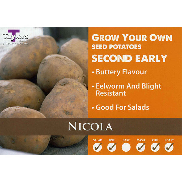 Nicola Second Early Seed Potatoes image 0