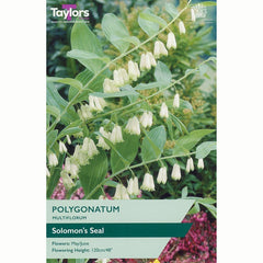 Polygonatum Multiflorum ‘Solomon’s Seal’ with White & Green Flowers (1 Tuber) image 0