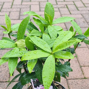 Daphne ‘Perfume Princess’ (2-Litre Pot) image 1