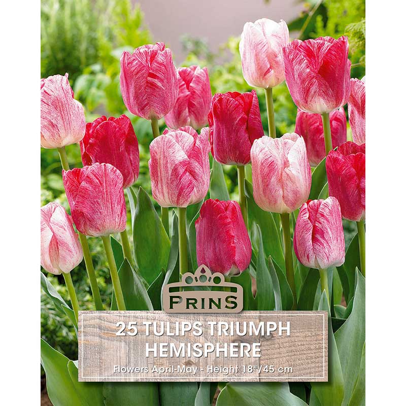 Tulip ‘Hemisphere’ Crate (25 Bulbs) image 0
