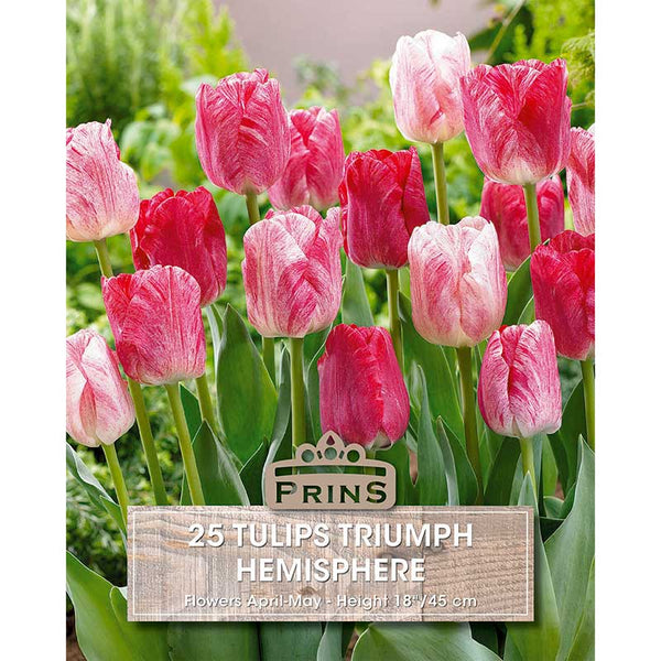Tulip ‘Hemisphere’ Crate (25 Bulbs) image 0