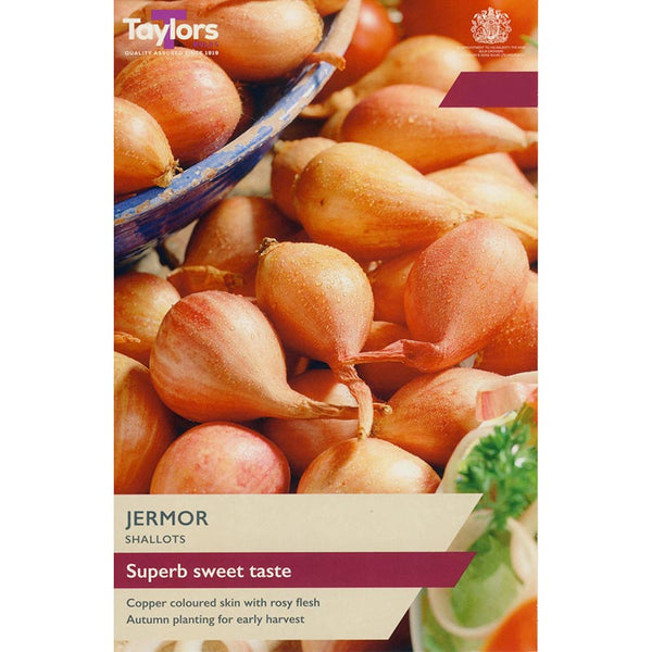 'Jermor' Shallots (8 Bulbs) image 0