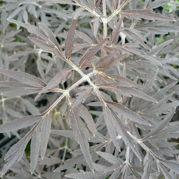 Sambucus nigra Tree (Black Lace) (12-Litre Pot) image 2