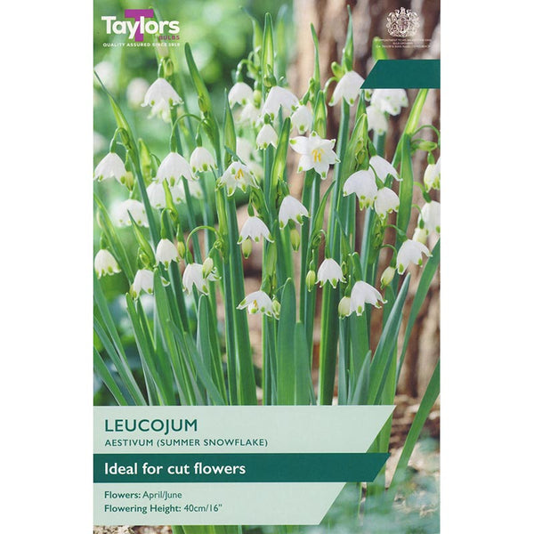 Leucojum aestivum (6 Bulbs) image 0