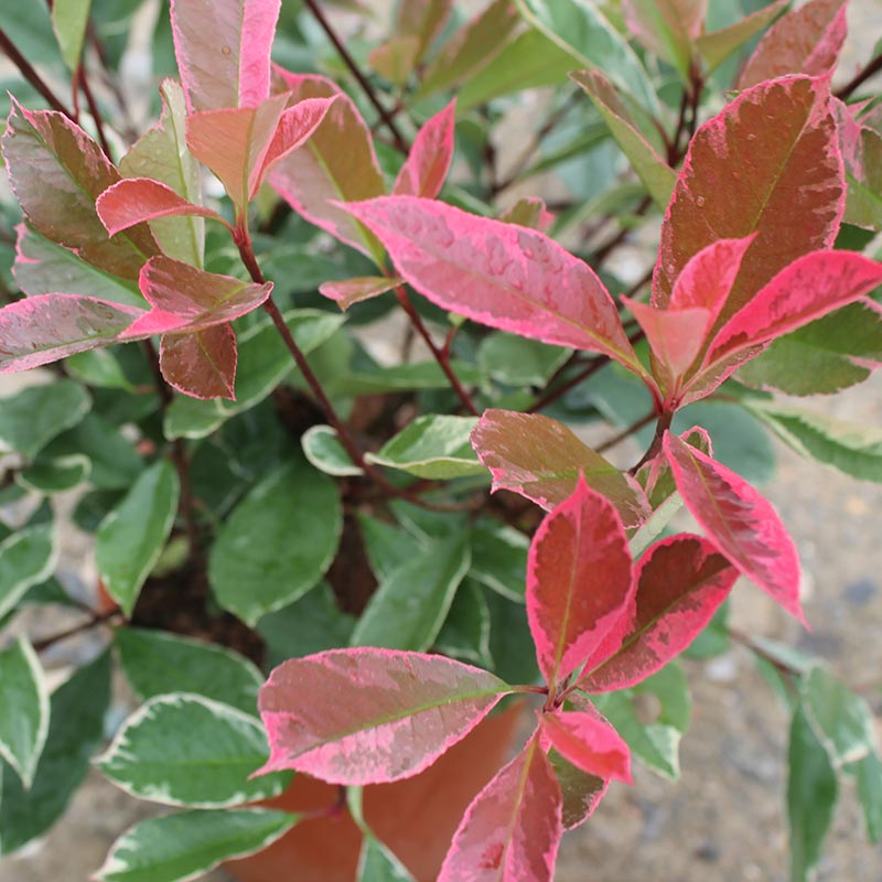 Photinia × fraseri Louise Tree (Mclarlou) (12-Litre Pot) image 0