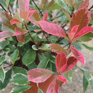 Photinia × fraseri Louise Tree (Mclarlou) (12-Litre Pot) image 1