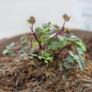 Thalictrum ‘Little Pinkie’ (3-Litre Pot) image 1