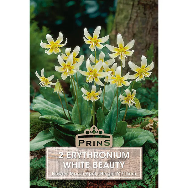 Erythronium 'White Beauty' (2 bulbs) image 0