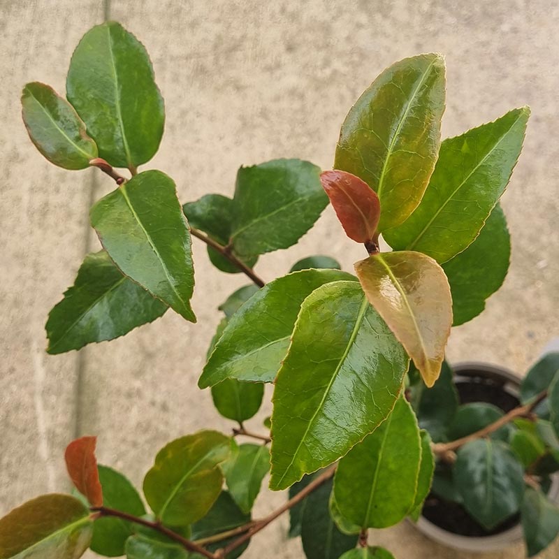 Camellia x Williamsii ‘Ruby Wedding’ (3-Litre Pot) image 0