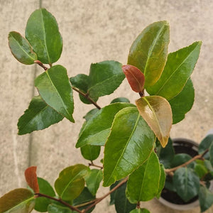 Camellia x Williamsii ‘Ruby Wedding’ (3-Litre Pot) image 1