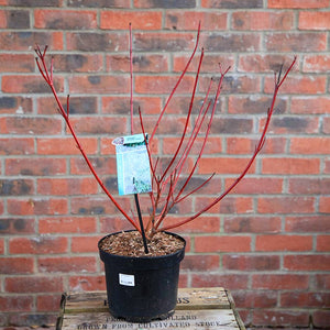Cornus alba 'Sibirica Variegata' (3 litre pot) image 2