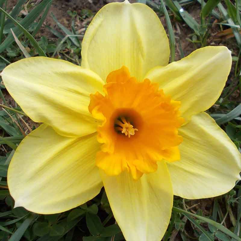 Narcissus 'Lotherio' Daffodils (7kg Bag) image 0