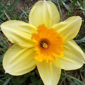 Narcissus 'Lotherio' Daffodils (7kg Bag) image 1