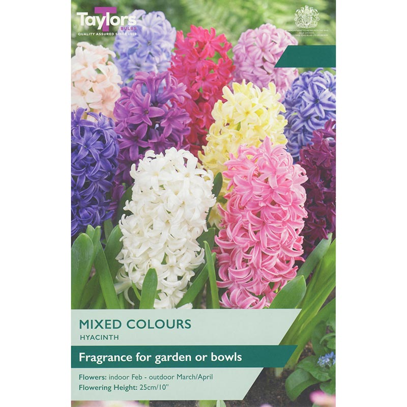 Hyacinth Mixed Colours (5 Bulbs) image 0