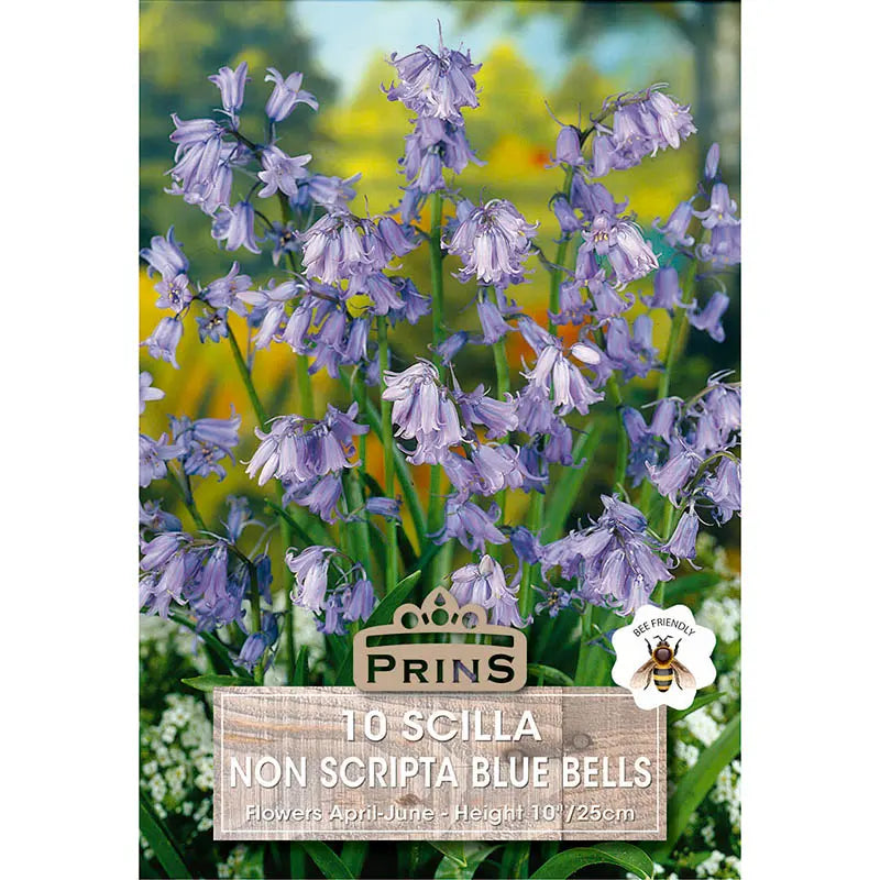 Scilla non-scripta Bluebells (10 bulbs) image 0