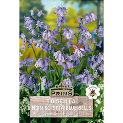 Scilla non-scripta Bluebells (10 bulbs) image 0