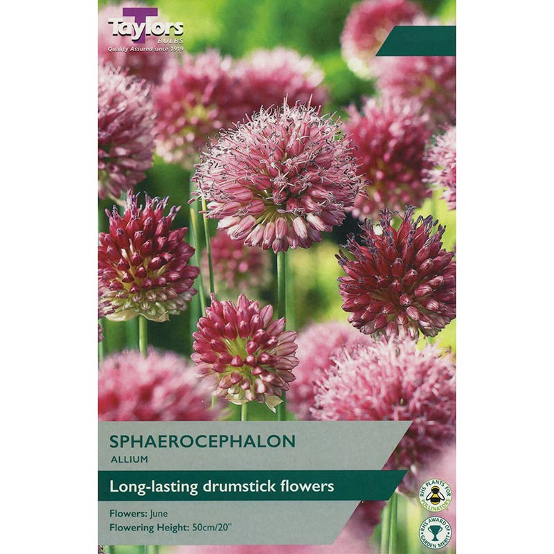 Allium 'Sphaerocephalon' (25 Bulbs) image 0