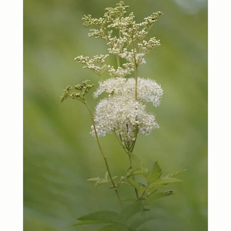 Meadowsweet Wild Flower Seeds (1 Packet) image 0